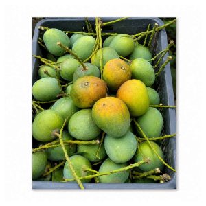 🥭 হিমসাগর আম – ১০ কেজি
